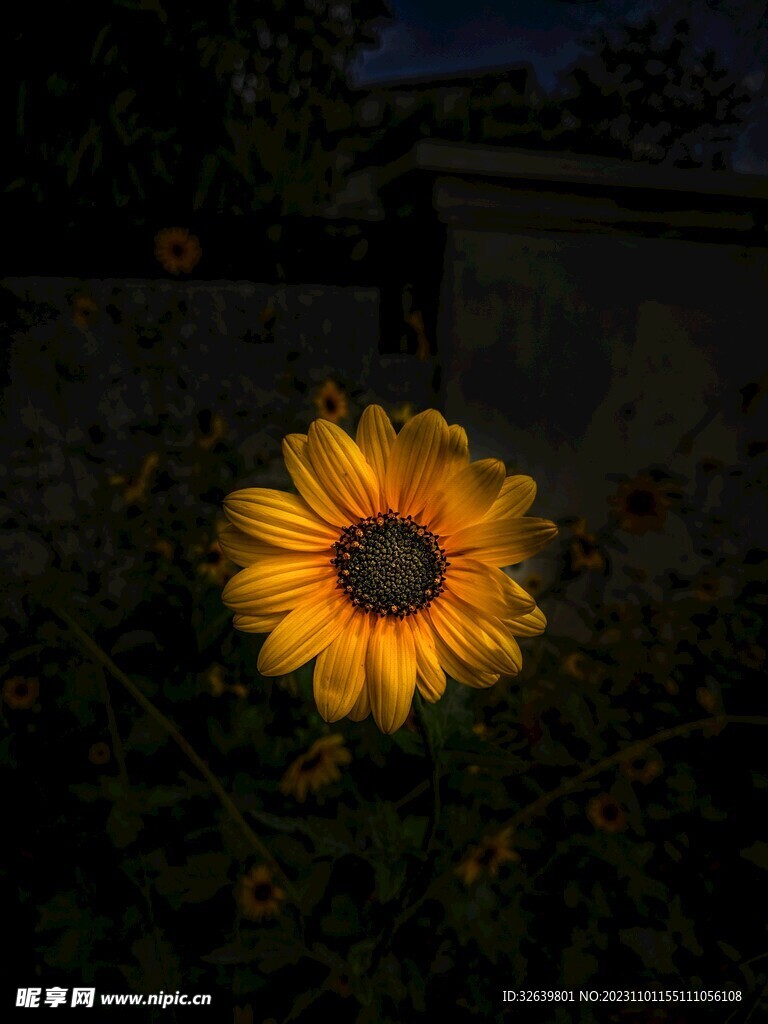 勋章菊