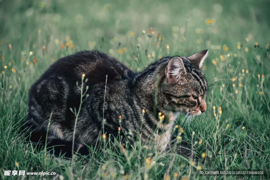 狸花猫