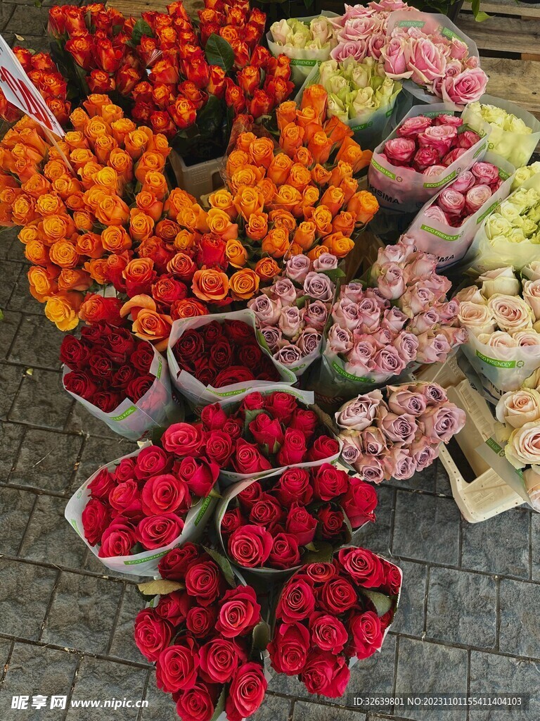玫瑰花