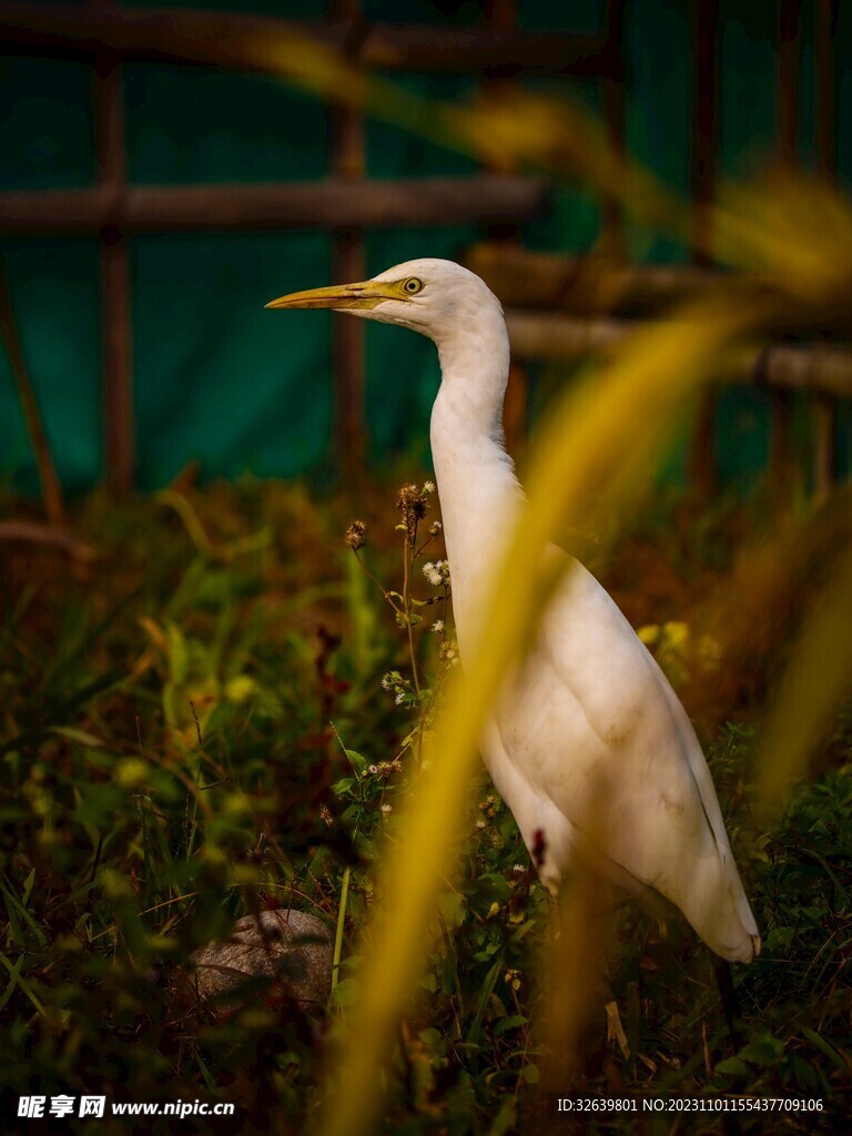 黄嘴白鹭