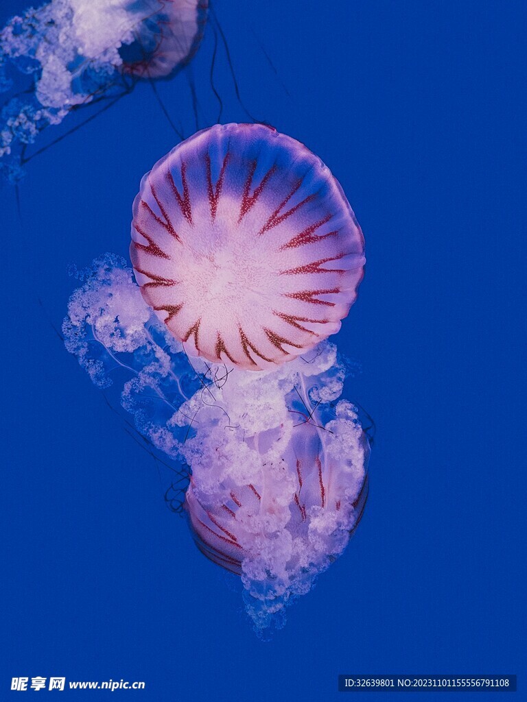 水母