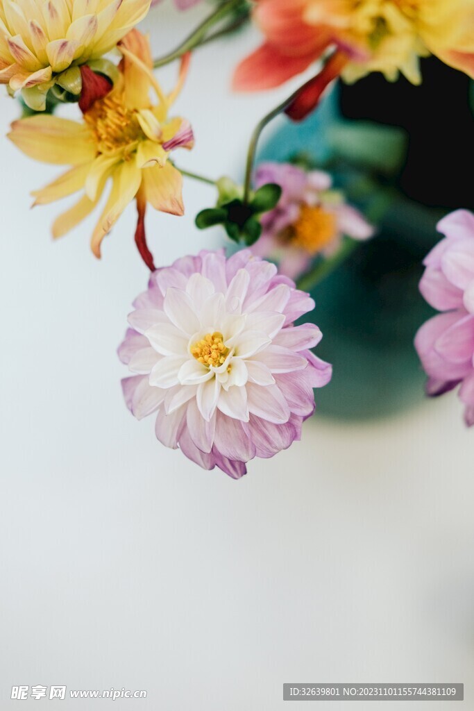 大丽花