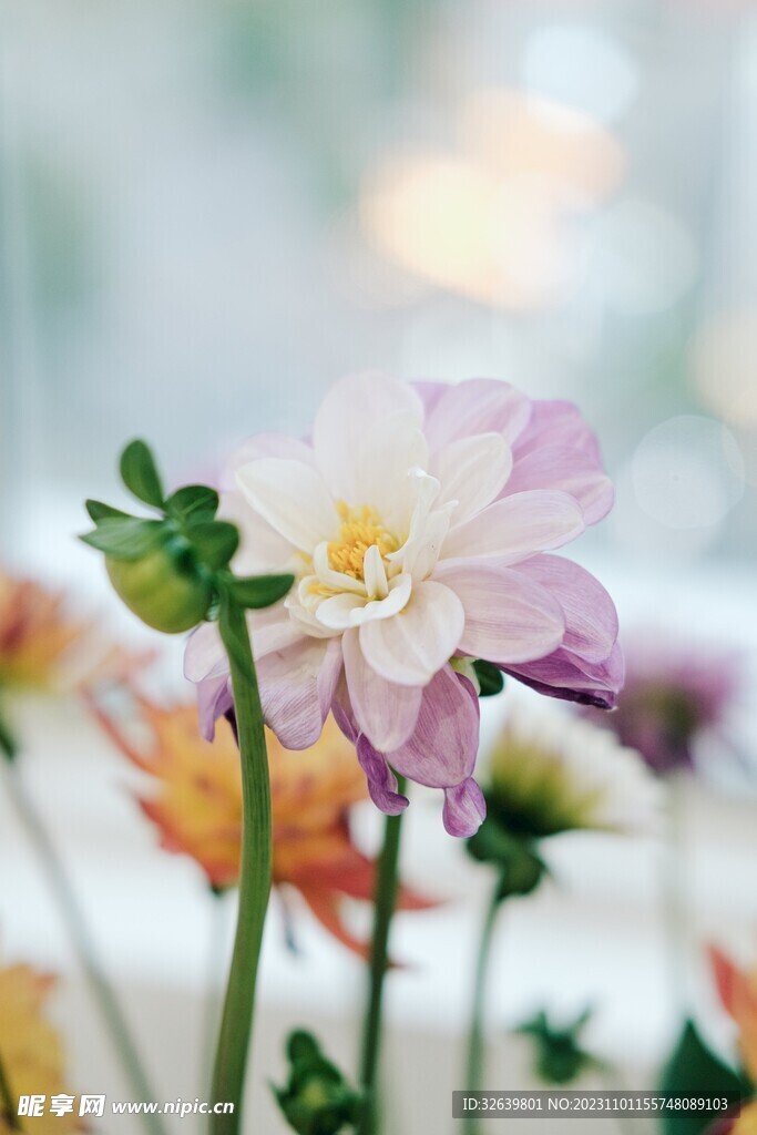 大丽花