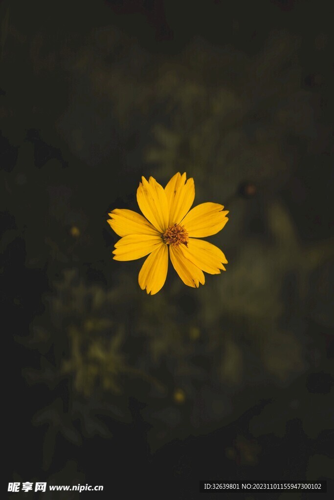 金鸡菊