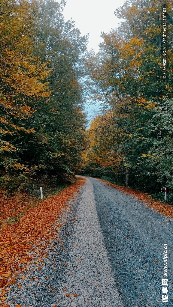 森林公路