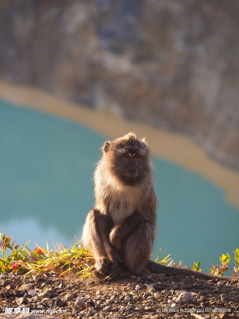 狒狒