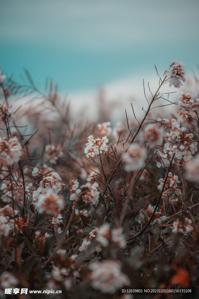 扁桃