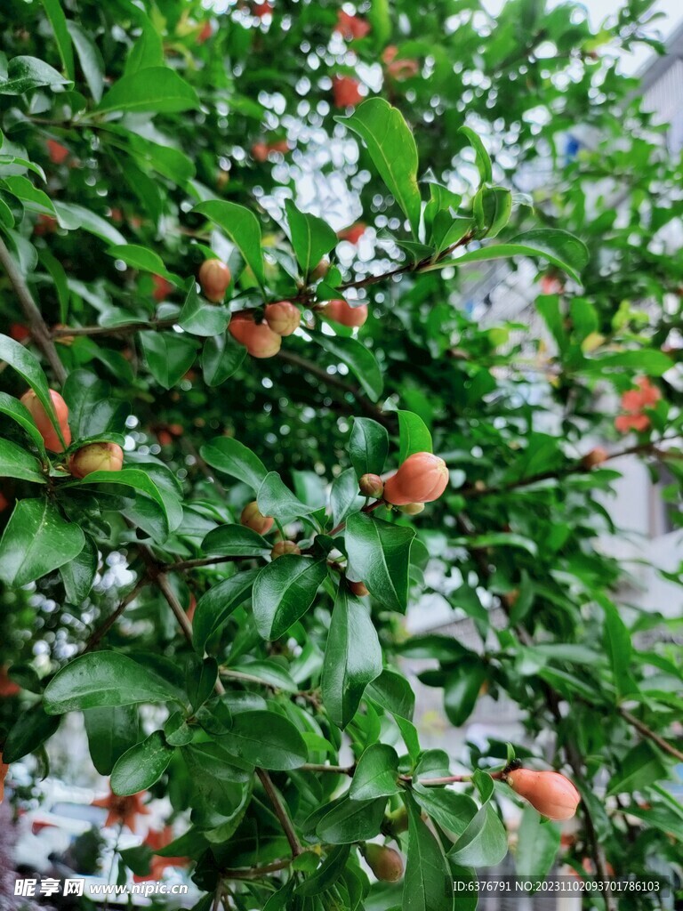 石榴花绿色植物