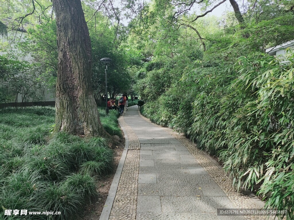 西湖里的公园 绿植 小道 林荫