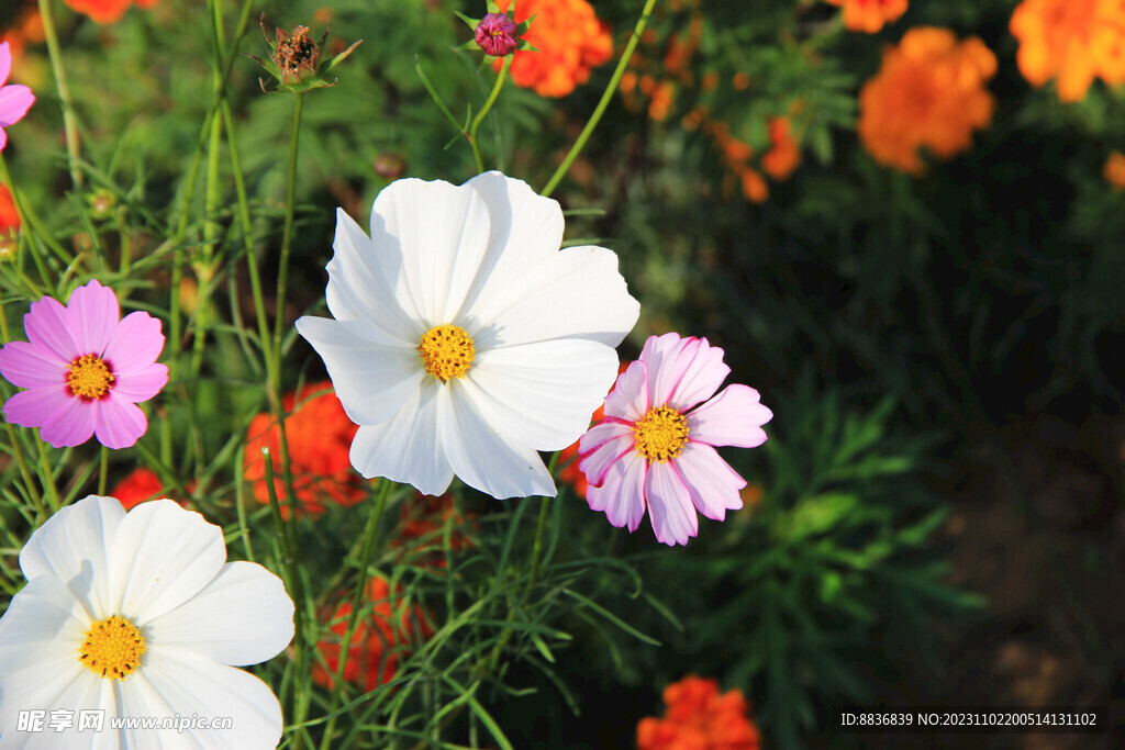 格桑花