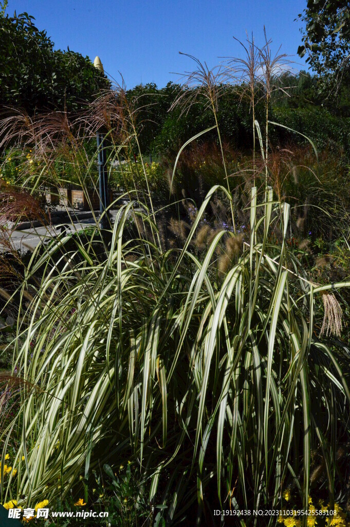芒草风景 