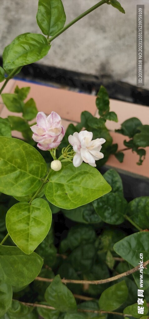 鲜花