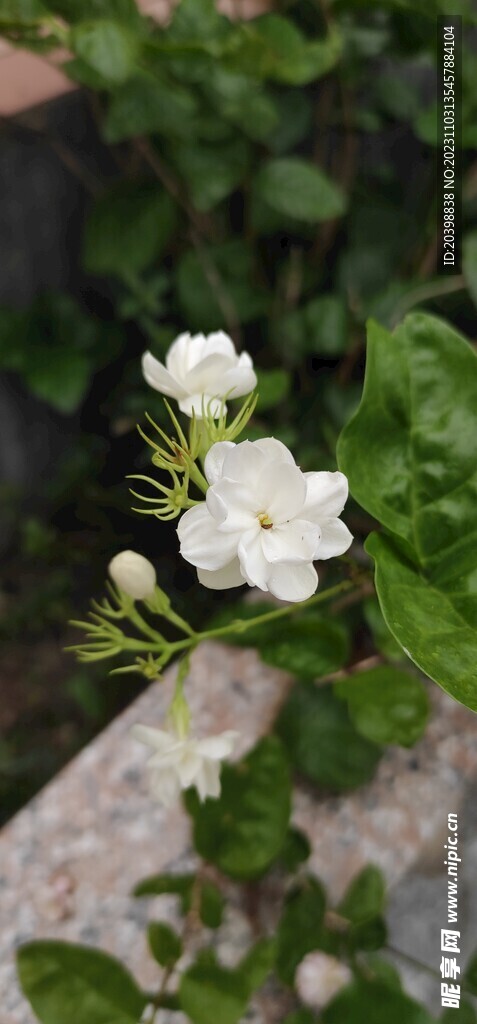 白花