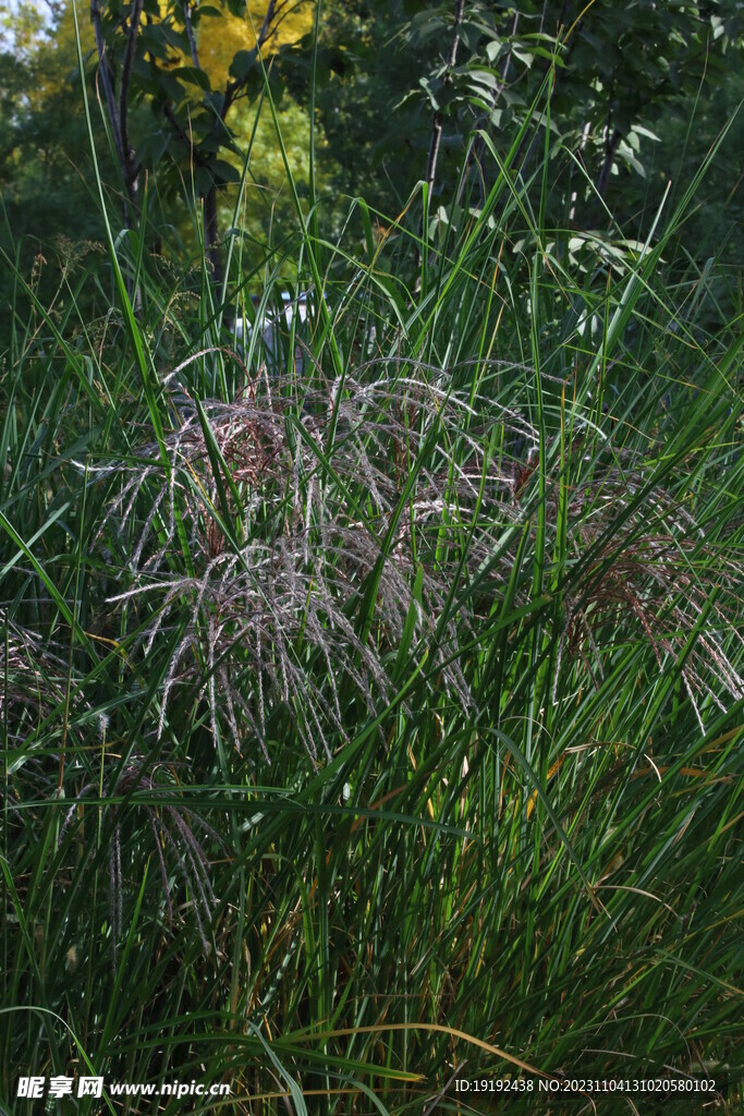 芒草风景 