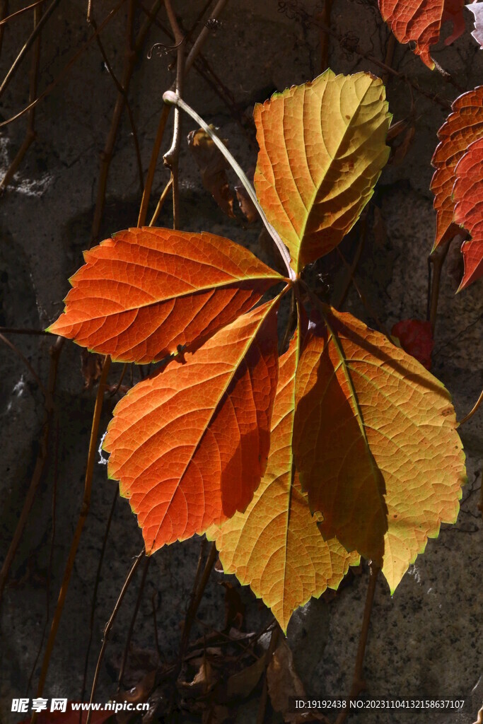 爬墙虎 