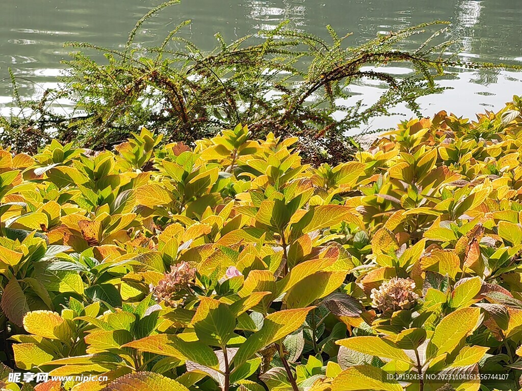 绣球花叶 