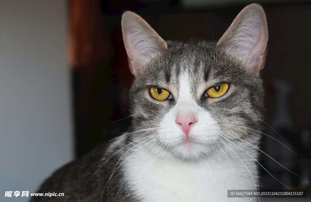 猫咪
