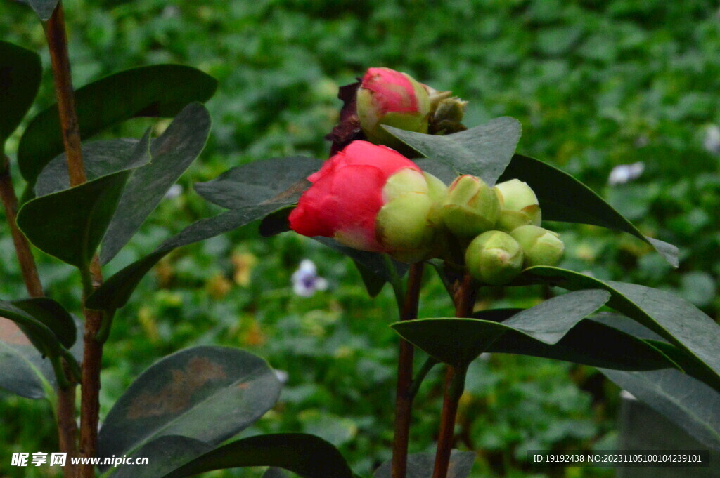 山茶花