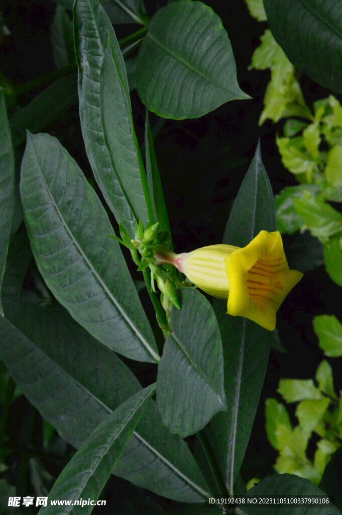 温室花草  