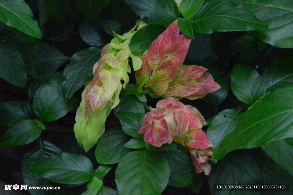 虾衣花