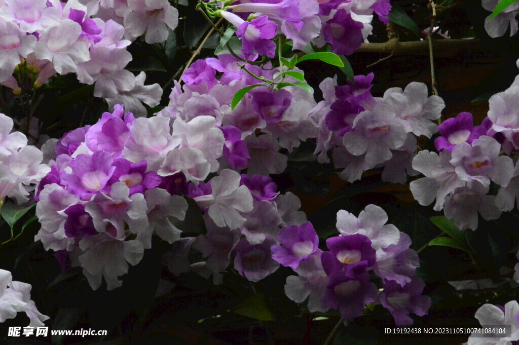 蒜香藤 