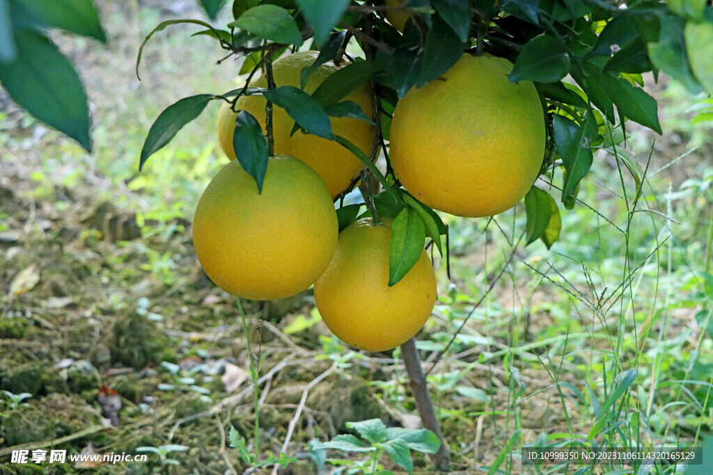 脐橙