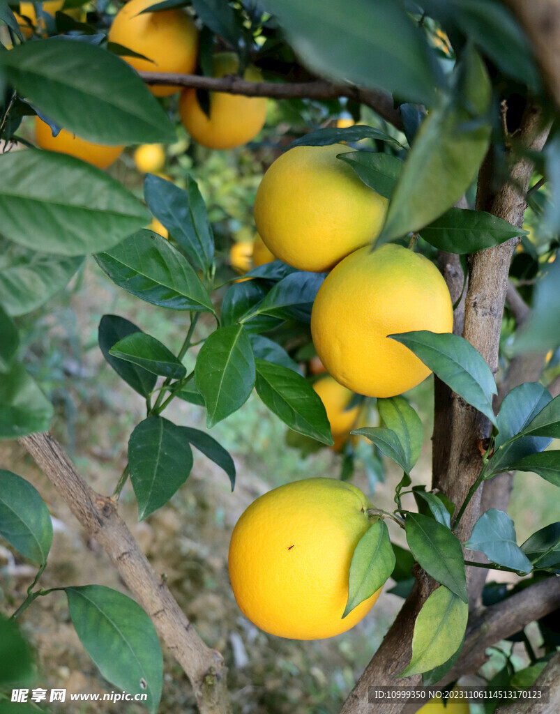 脐橙