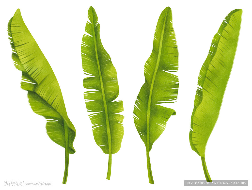 热带芭蕉叶图片