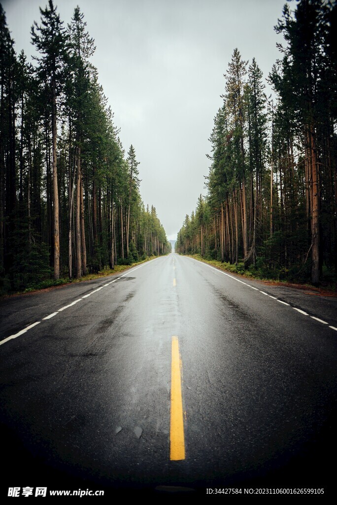 林间道路