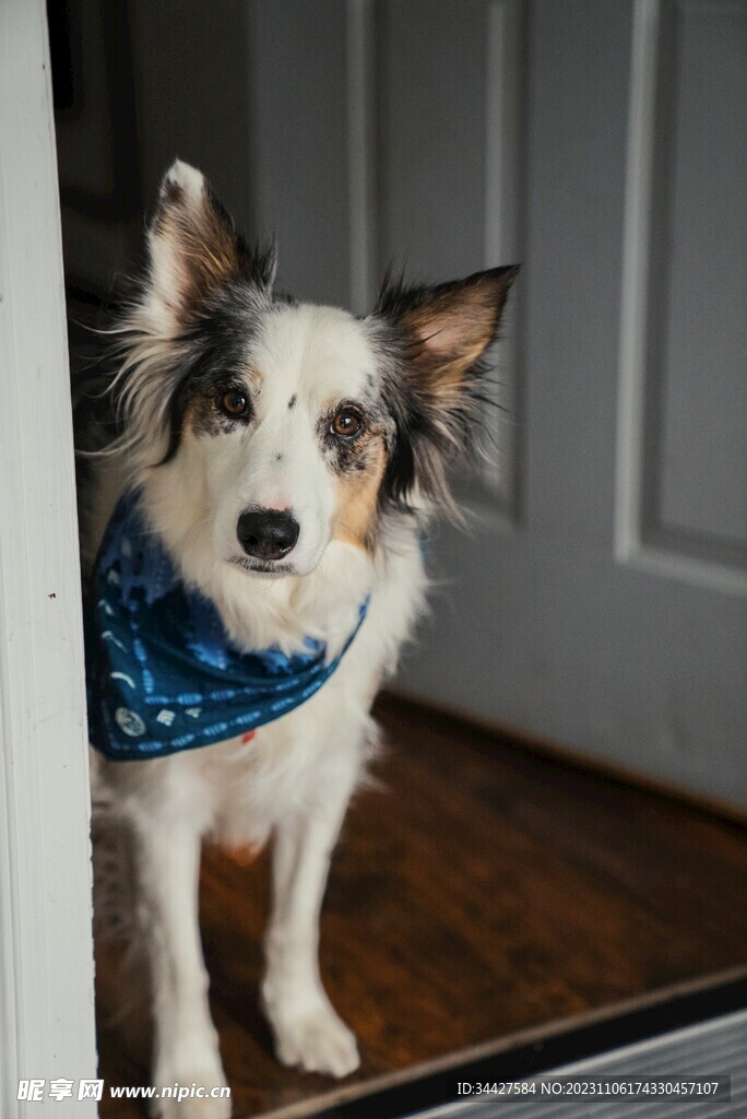 狗狗