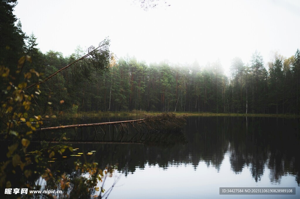 湖边树林风景