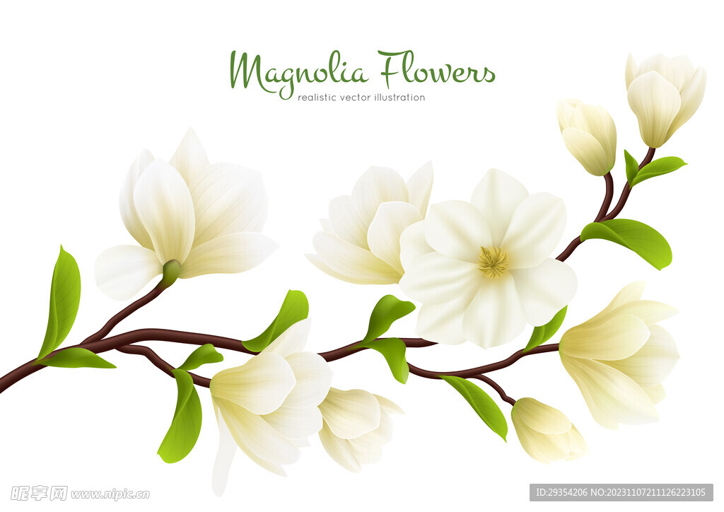 花朵背景 植物图片