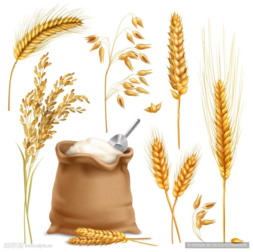 小麦图片