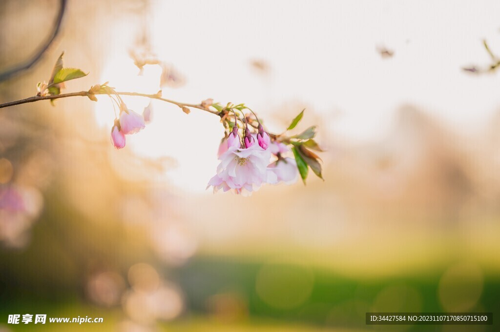 粉色樱花