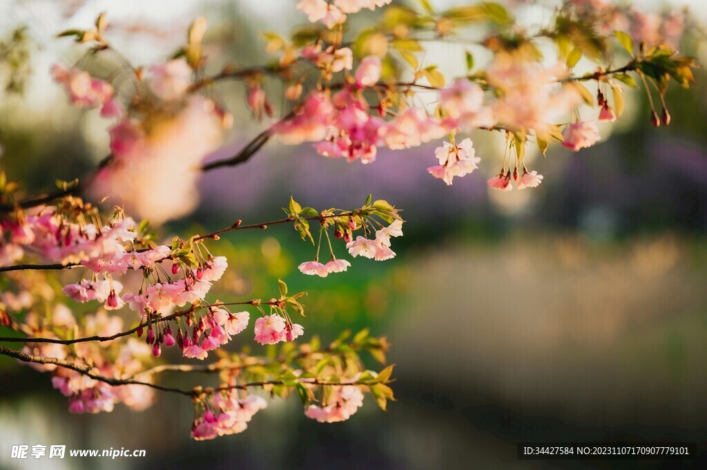粉色樱花