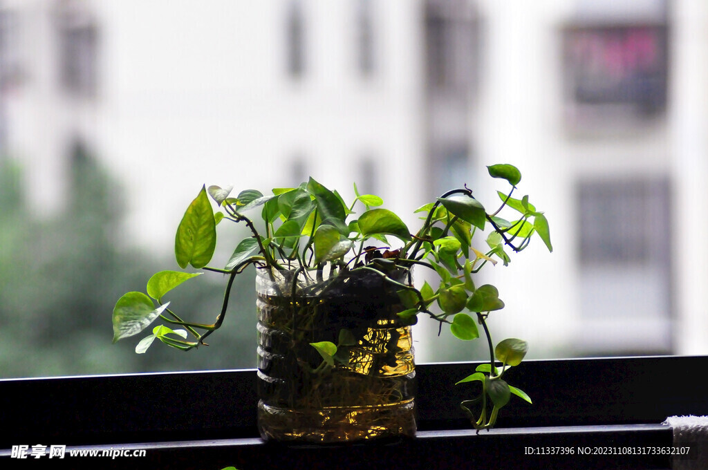 窗台绿萝