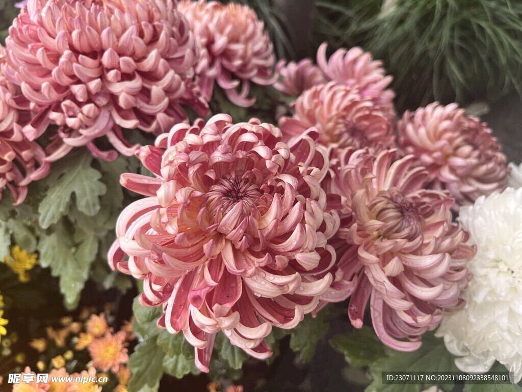 菊花