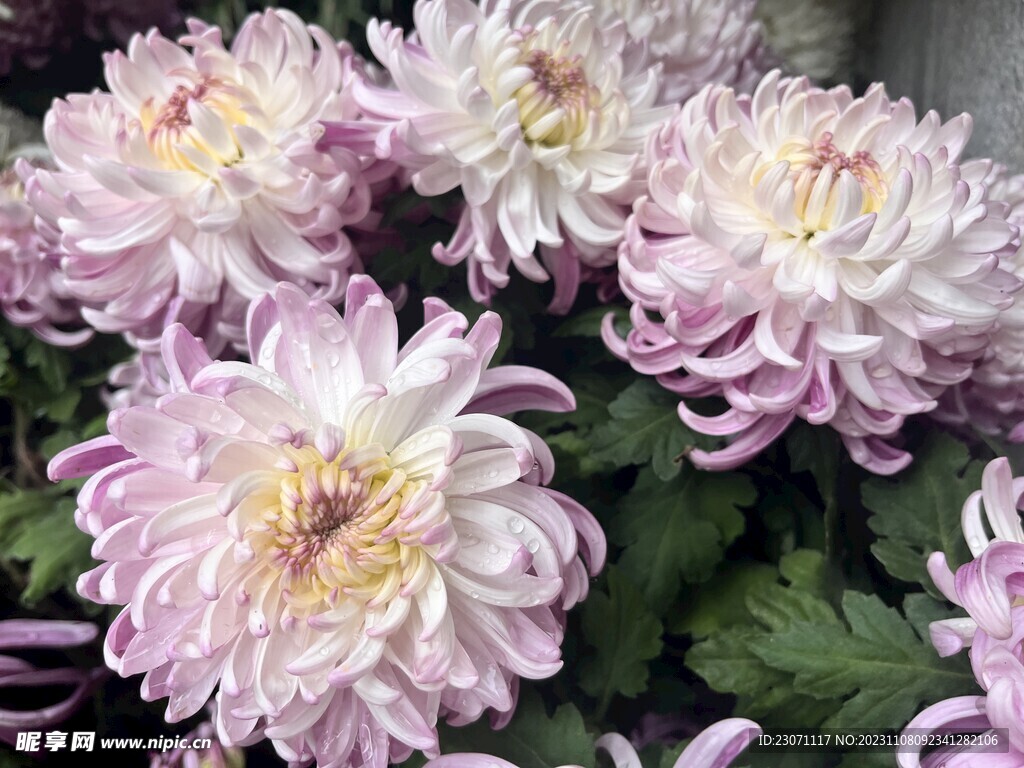 菊花
