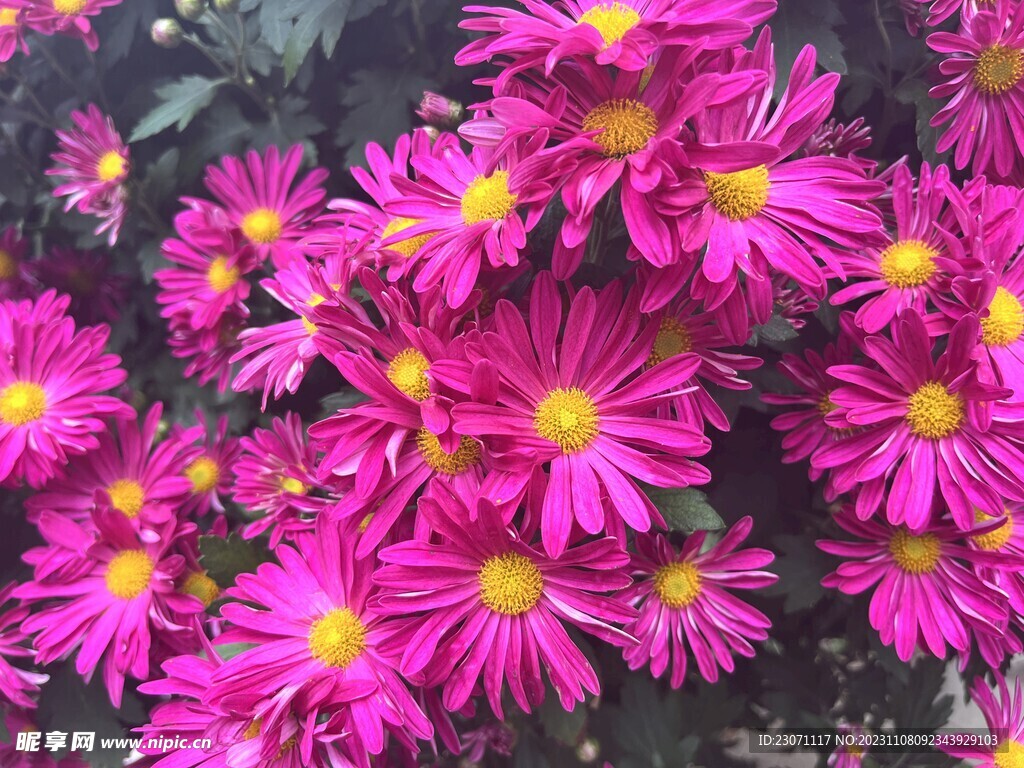 菊花