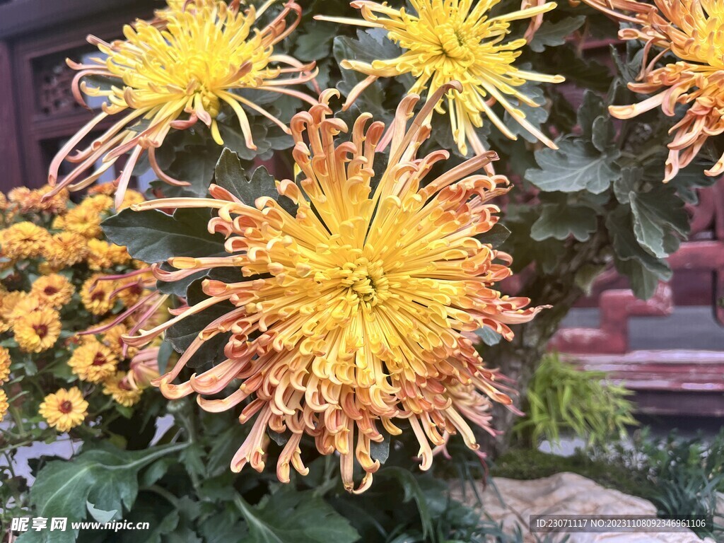 菊花