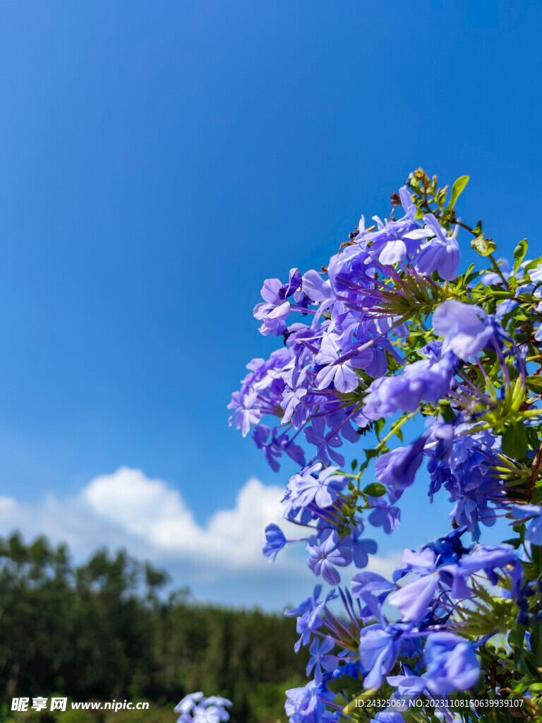 蓝花