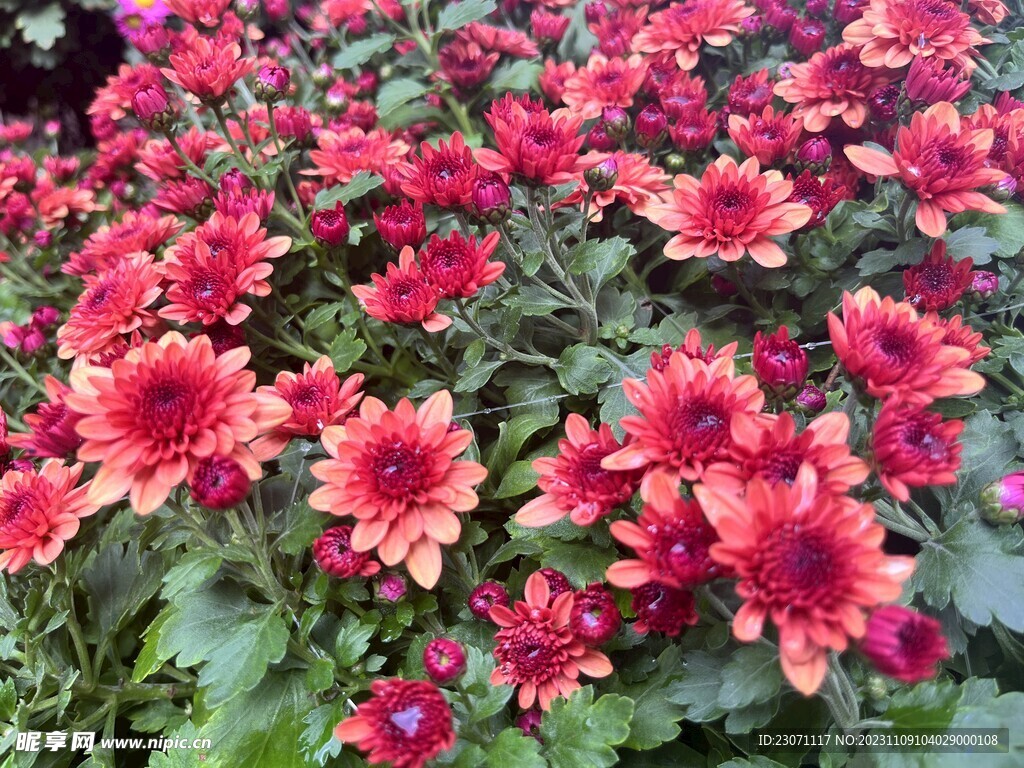 菊花