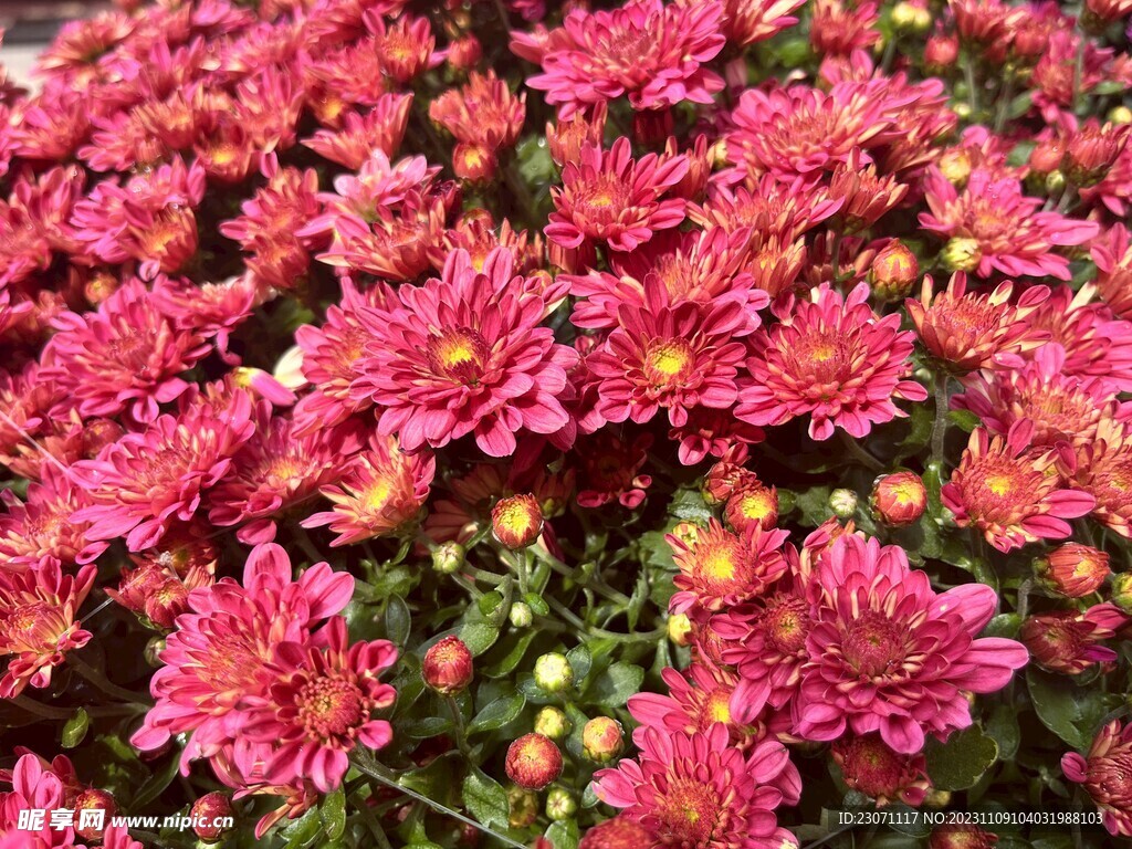 菊花