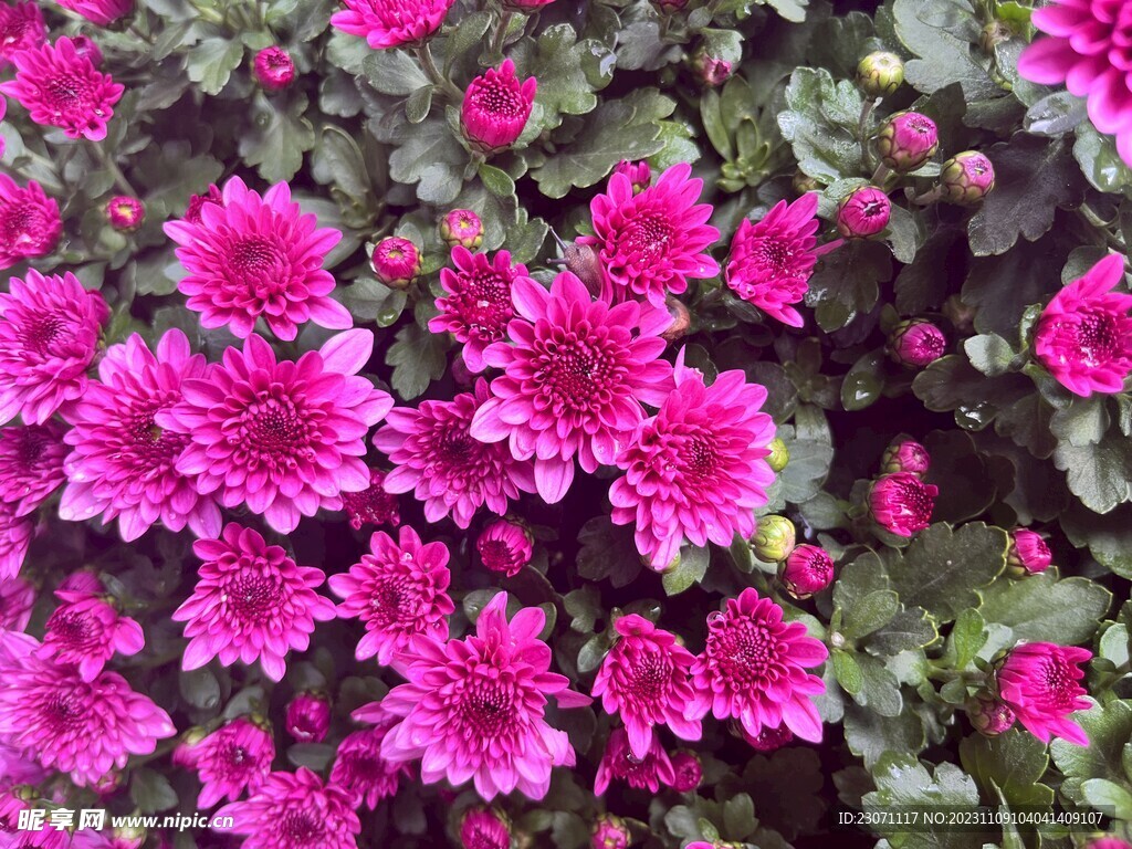 菊花