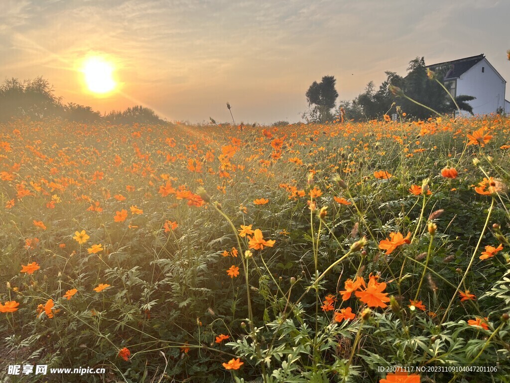 花海