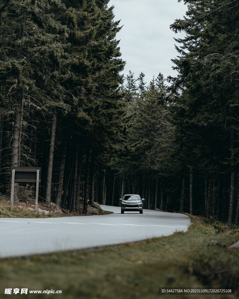在林中道路上行驶的汽车