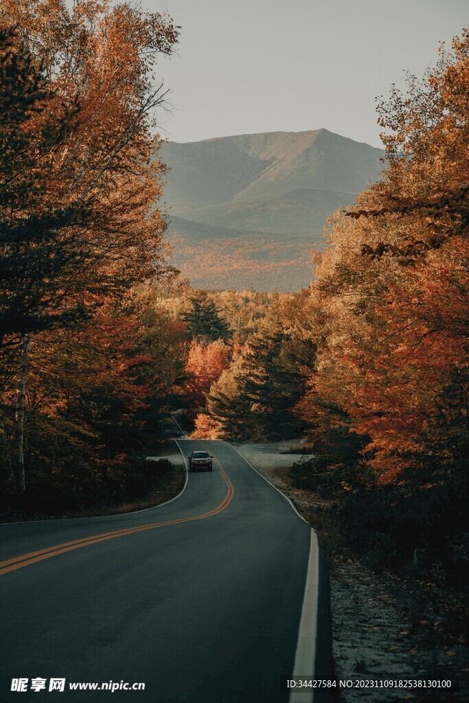 秋林中道路