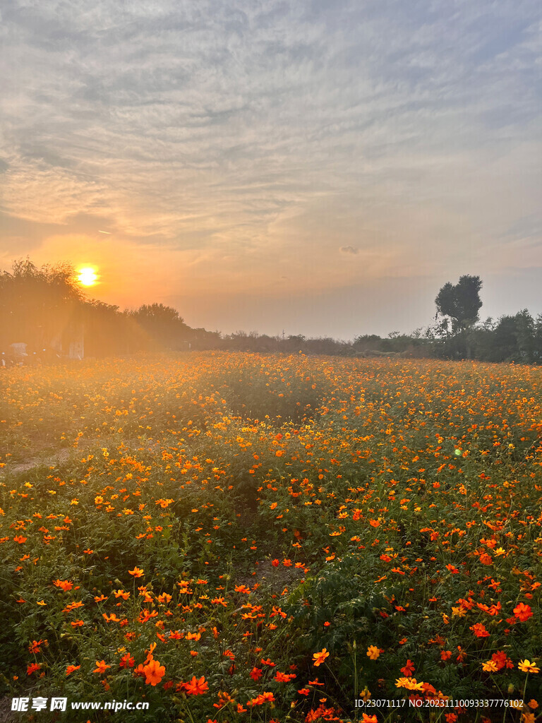 花海
