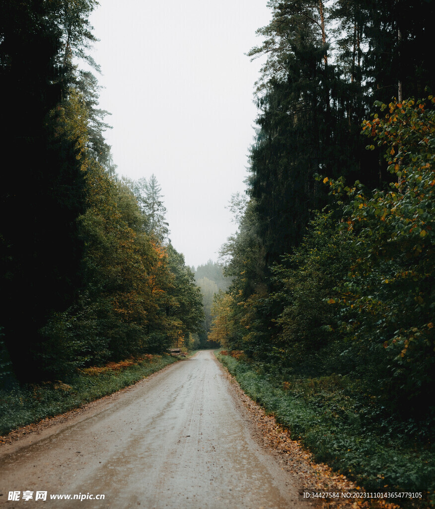 林间道路