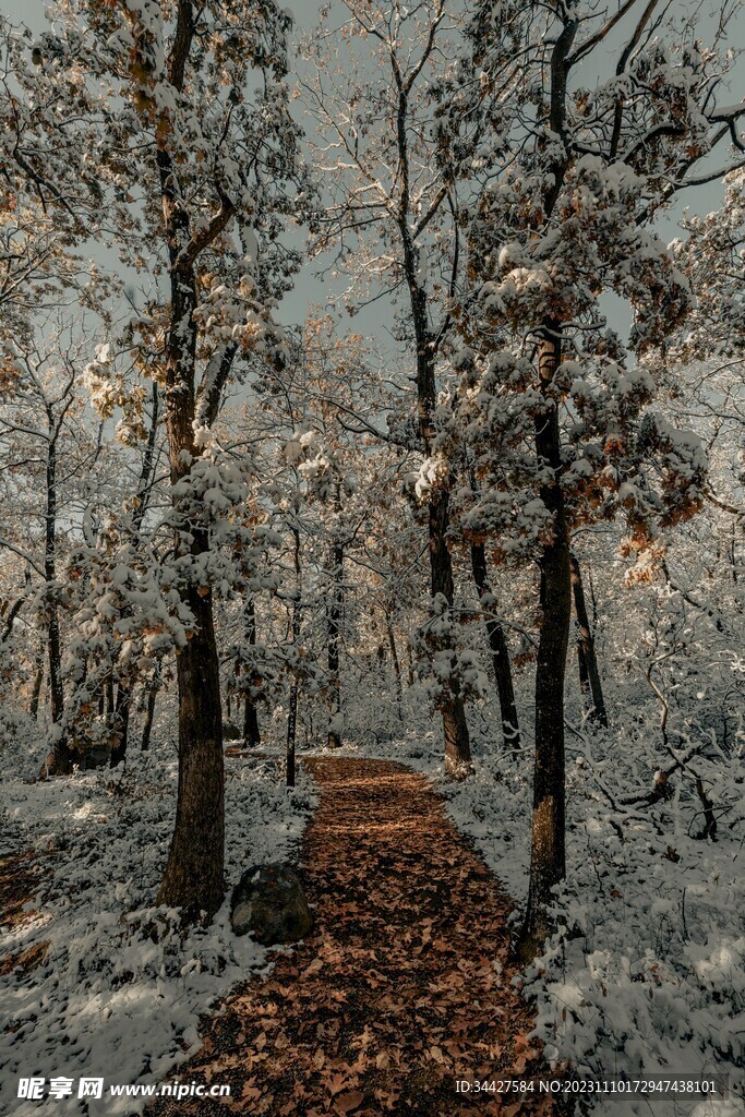 雪中林间道路